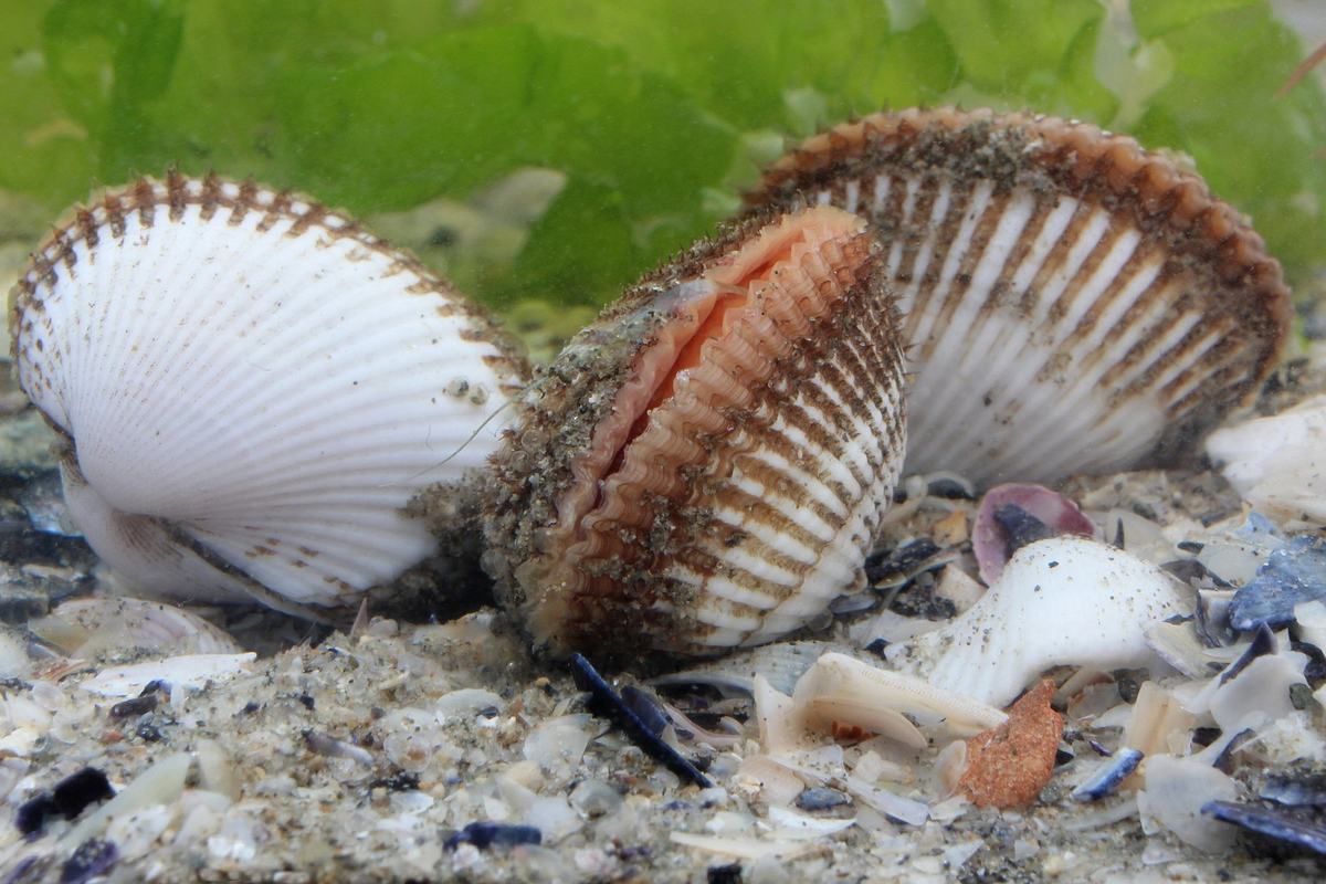 Вот эти узорчатые красавцы – моллюски из рода Анадара. Уроженцы Красного Моря, но сейчас они заселили и Чёрное. Эти животины привычны к недостатку кислорода и местные условия им только на руку.