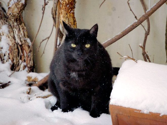 Первое знакомство домашних кошек со снегом