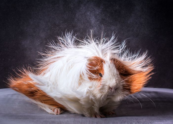 Long-haired-guinea-pigs