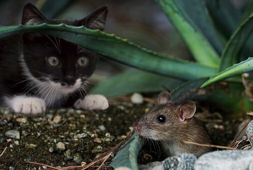 Кошки против крыс