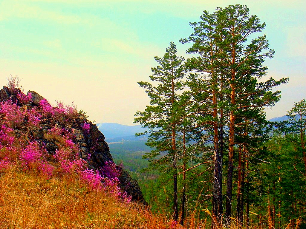 Песня где то багульник на сопке