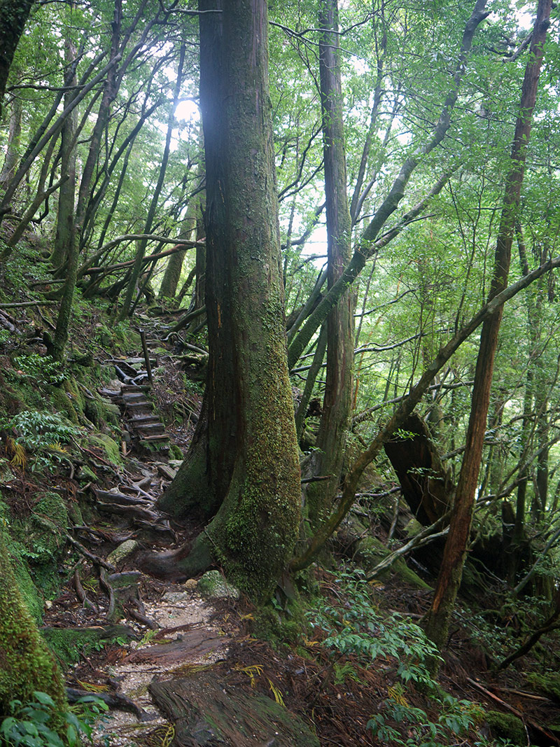 Япония, Якусима, остров, якушима, yakushima, лес, yakusugi land, кедр, мох, поход, зеленый, дерево, тропинка