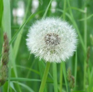 народные рецепты с одуванчиком