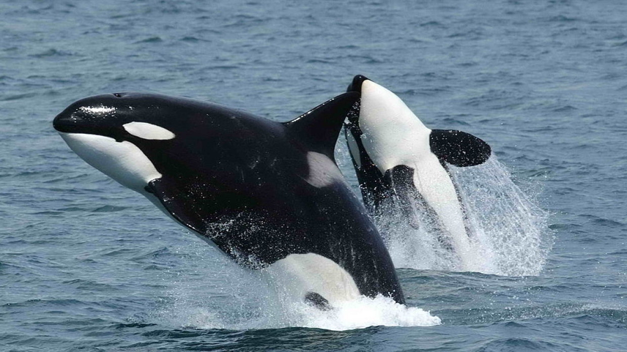 Спасатели из Магадана вытащили застрявшего на мели детеныша косатки