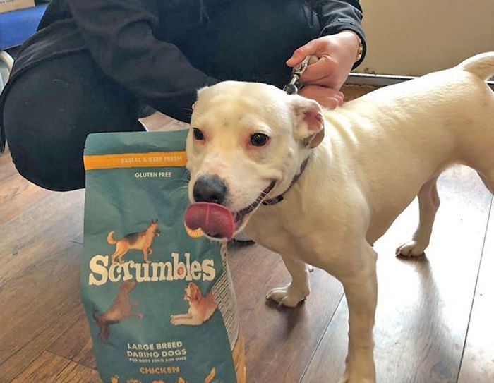 собака улыбается