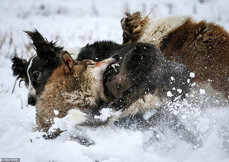 Охота на волков в Казахстане волков, волки, Казахстане, деревья, деревьям, давали, появились, снова, оленей, поголовье, уменьшить, которых, задача, самок, самцов, кустарникам, взрослых, бобры, парка, национального