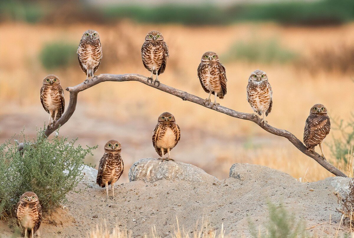 Роющие совы. Фото: Эндрю Ли
