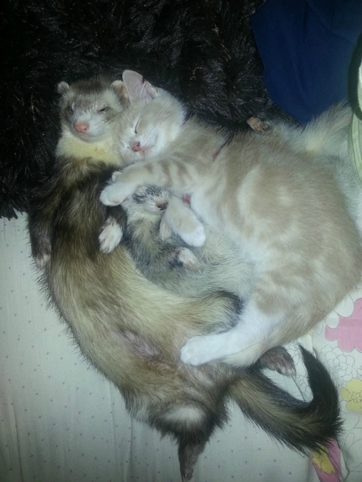 Спим в неожиданных местах и позах