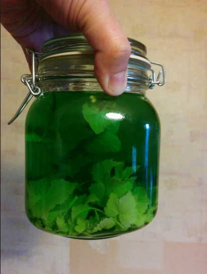 Мочегонные препараты народной медицины при болезнях почек, мочевого пузыря и отеках