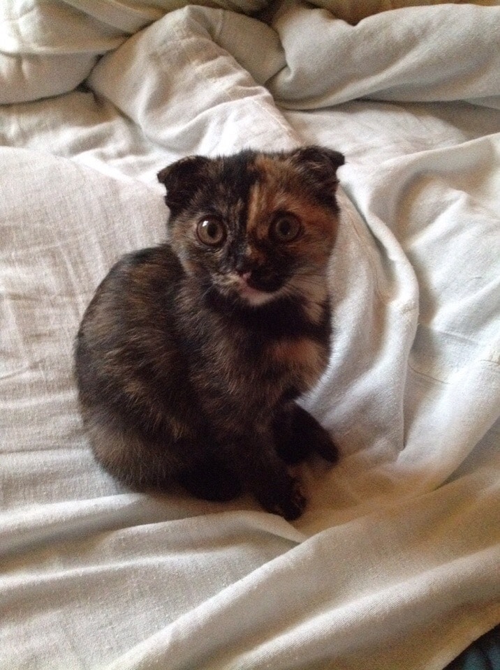 кошка ан кровати