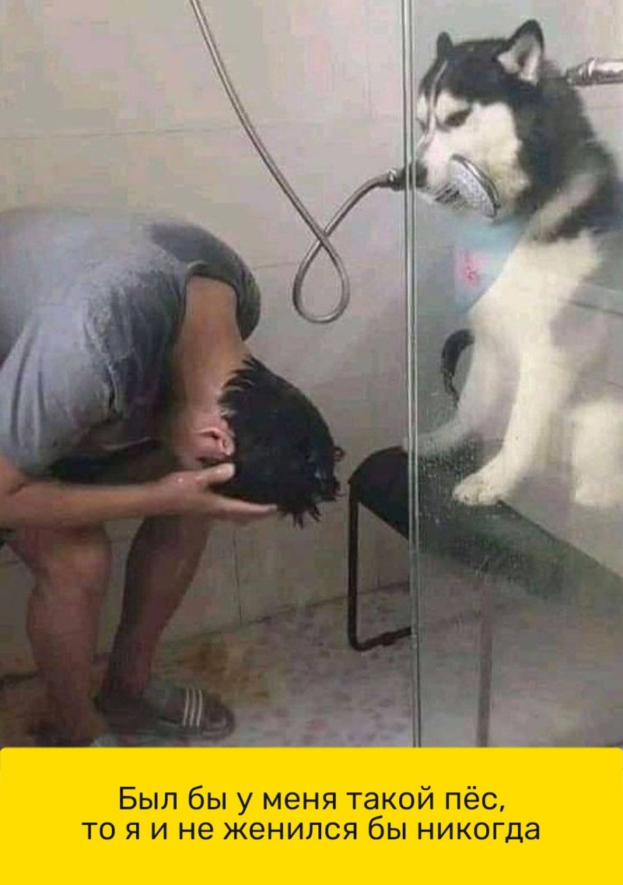 Яркие шутки, чтобы получить хорошее настроение 