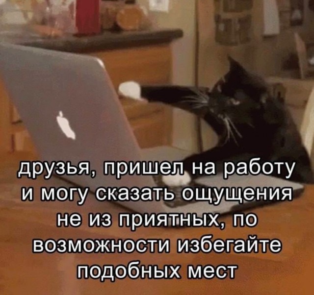 Интернет мемы и кот который не боится пылесоса 