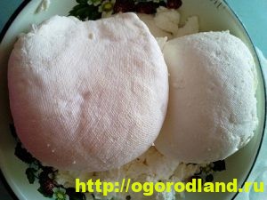 Домашний творог. Советы по приготовлению творога