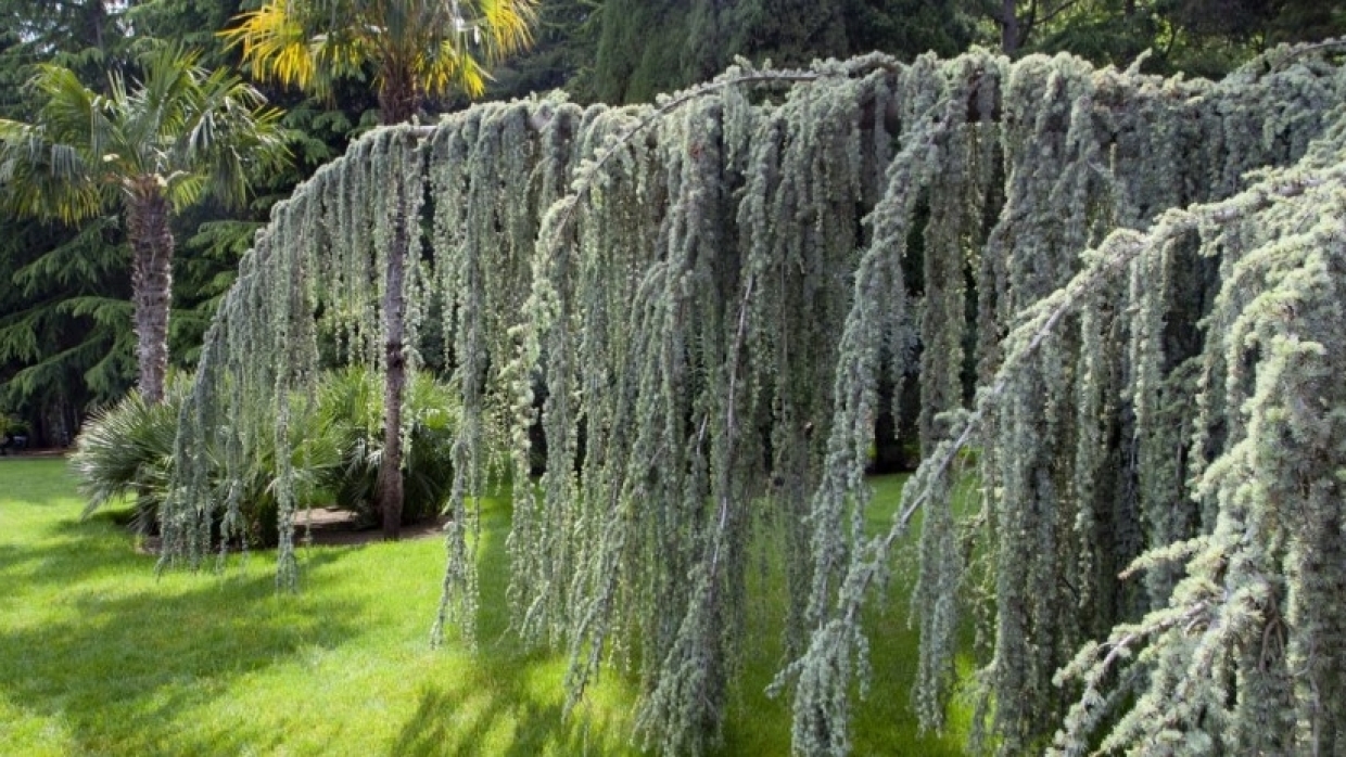 Раньше тут отдыхали только министры, а сегодня любой турист — парк «Парадиз» в Крыму Раньше тут отдыхали только министры, а сегодня любой турист — парк «Парадиз» в Крыму Общество