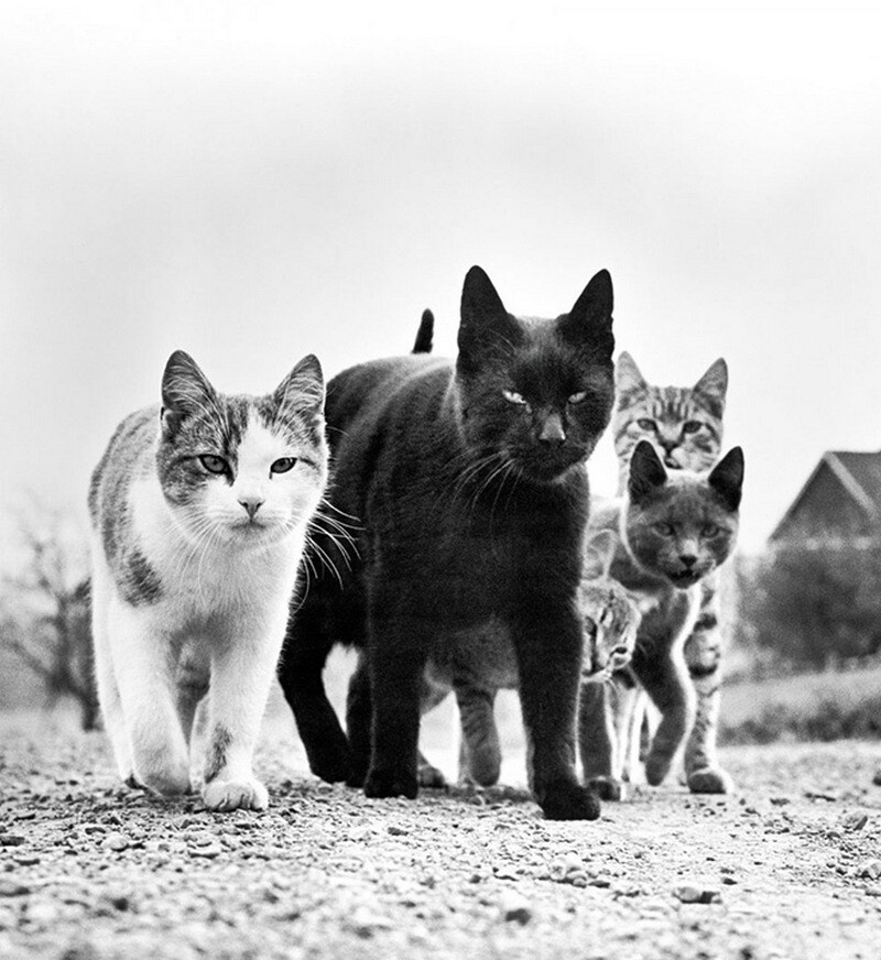 15 работ фотографа, который 75 лет снимал кошек 15 работ фотографа, который 75 лет снимал кошек снимал, который, фотографа, работ, котенка, коты15, Уолтер, кошекУолтер, начал, постоянно, снимки, кошек, принесли, именно, кошекЧандоха, стали, появилась, домой, локомотивом, сравнила
