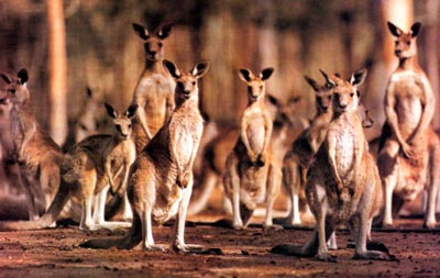 Большие уши кенгуру улавливают даже очень слабые звуки