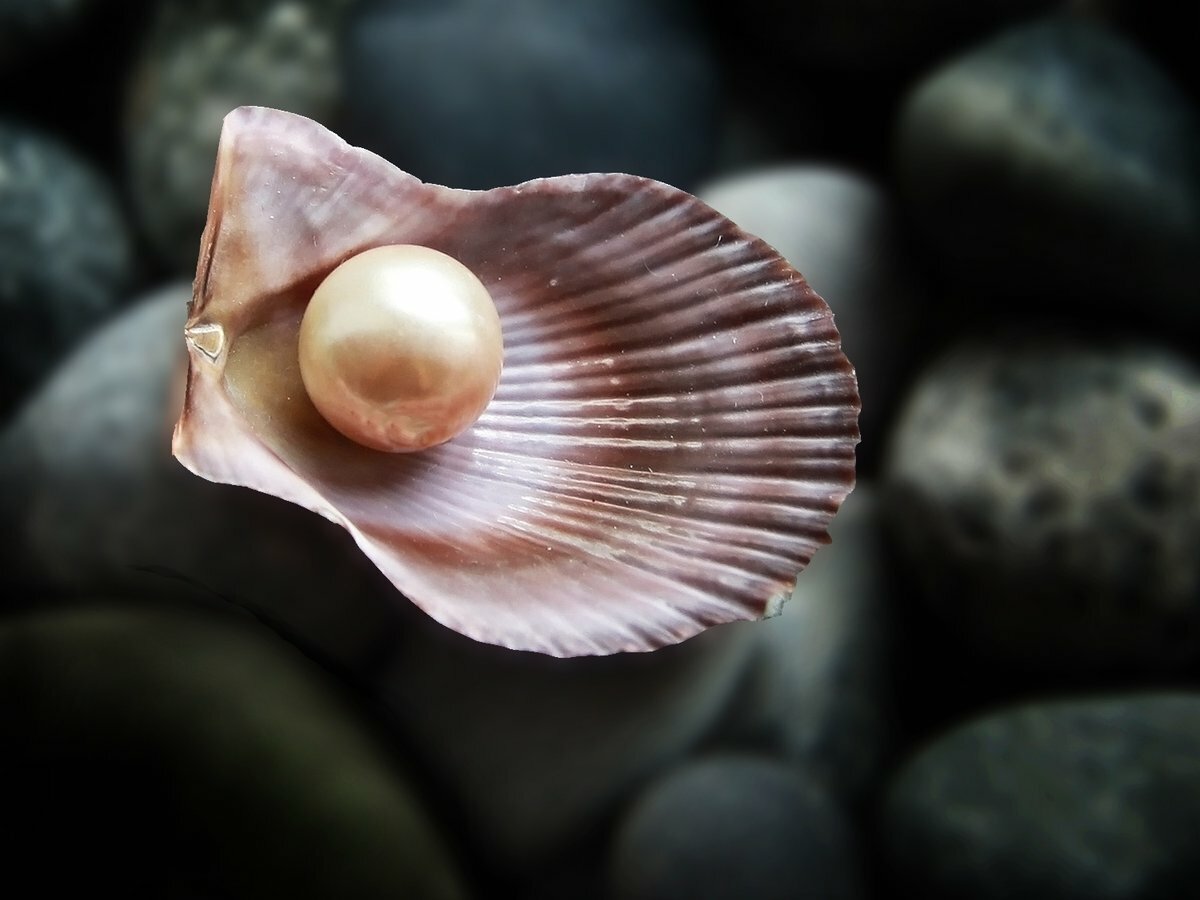 Морская Жемчужница моллюск с жемчужиной