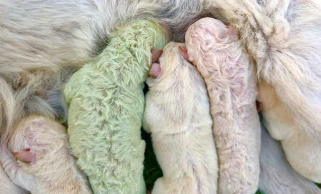 У собаки родилось 5 щенков, один из которых оказался зеленым. Пока ученые искали причины, владельцы назвали его Фисташкой Культура