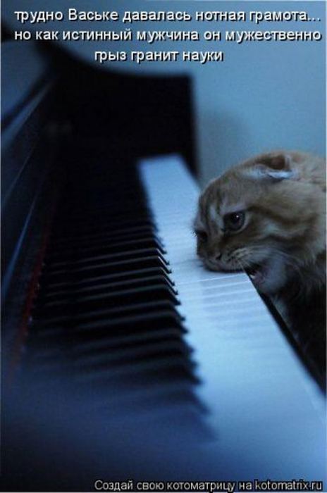 Устал, как собака? Отдохни, как кошка! Устал, как собака? Отдохни, как кошка!