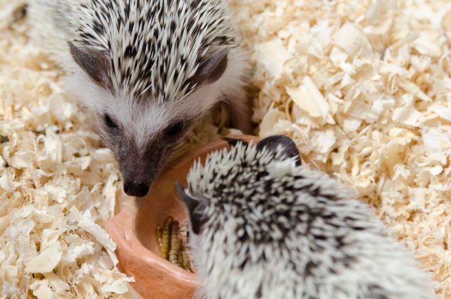 Карликовый ёжик — кому подойдёт колючий домашний питомец? Карликовый ёжик — кому подойдёт колючий домашний питомец? домашние животные,наши любимцы