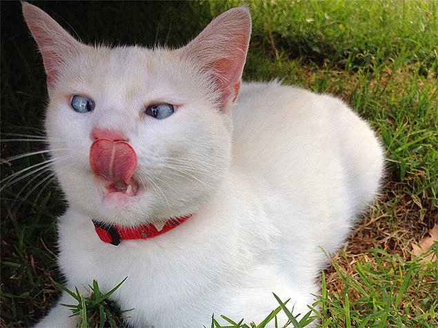 НЕфотогеничные кошки... Да, да, и такие бывают!