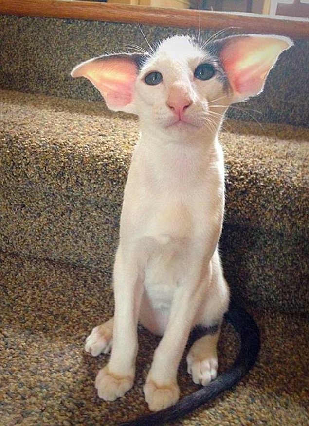 НЕфотогеничные кошки... Да, да, и такие бывают!