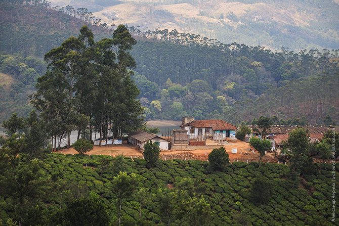 Индийские чайные плантации. Фоторепортаж плантаций, плантациях, просто, может, такие, плантации, чайный, листья, кусты, листьями, хорошего, собирать, месте, находится, везде, сумку, которой, можно, чайных, очень