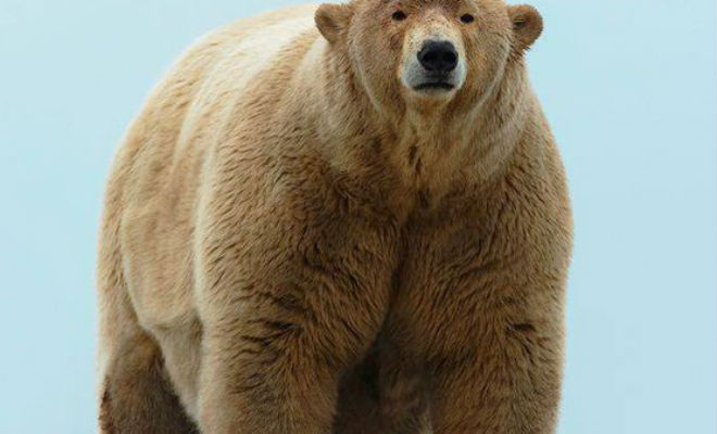 Полярный медведь побил все рекорды размеров и вышел на камеру