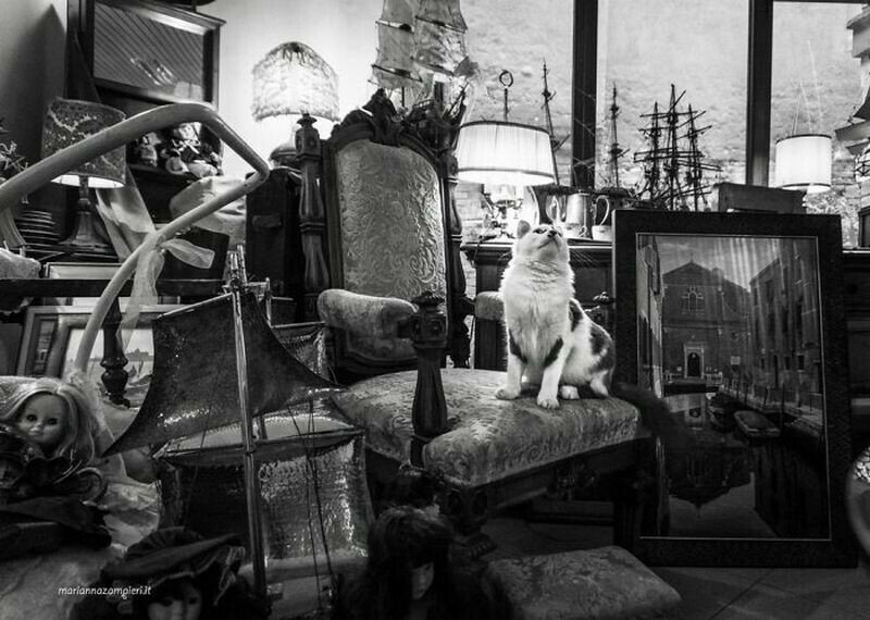 Фотограф запечатлела 14 очаровательных котов, которые заняты работой запечатлела, которые, очаровательных, котов, заняты, Венеции, кошек, владельцы, бизнеса, Марианна, магазинчиков, проект, мастерскойФотограф, Зампиери, которых, лавкеФотограф, моделей, представить, работойТак, книжной
