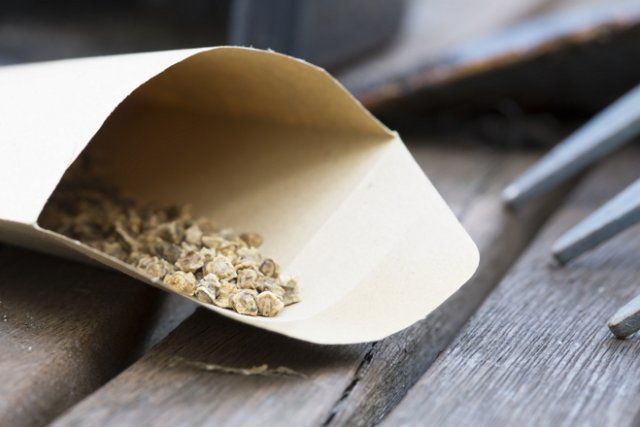 Весенний посев свеклы: как не совершить ошибок? огород,свекла