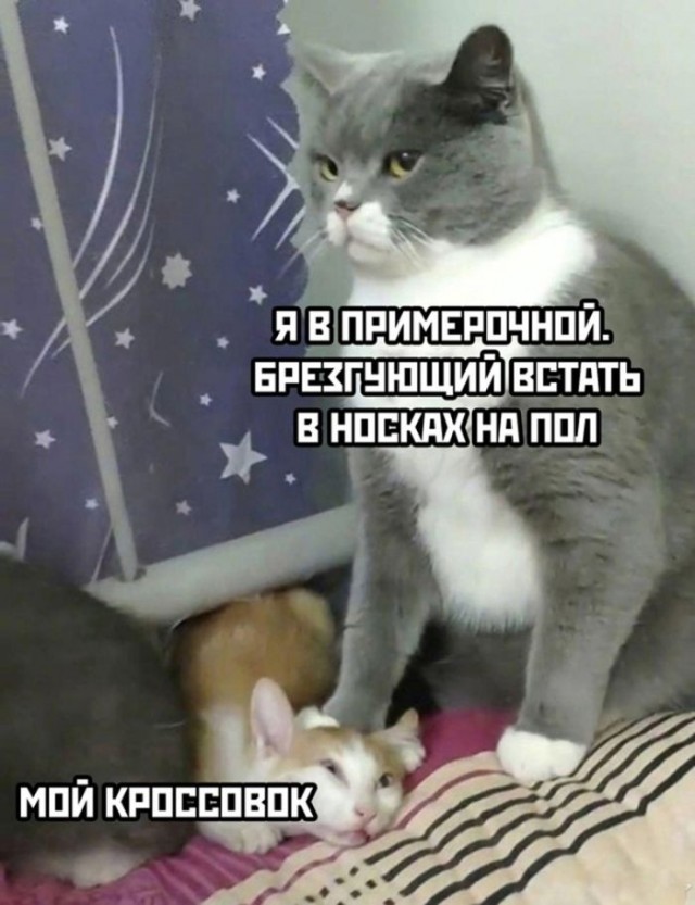 Интернет мемы и кот который не боится пылесоса 
