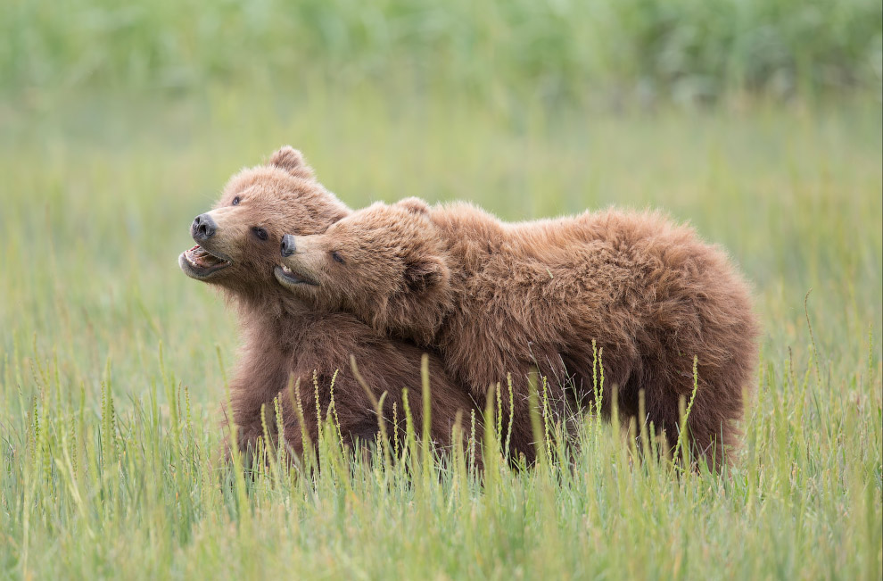 Медвежата, Национальный парк Лейк-Кларк, Аляска, США