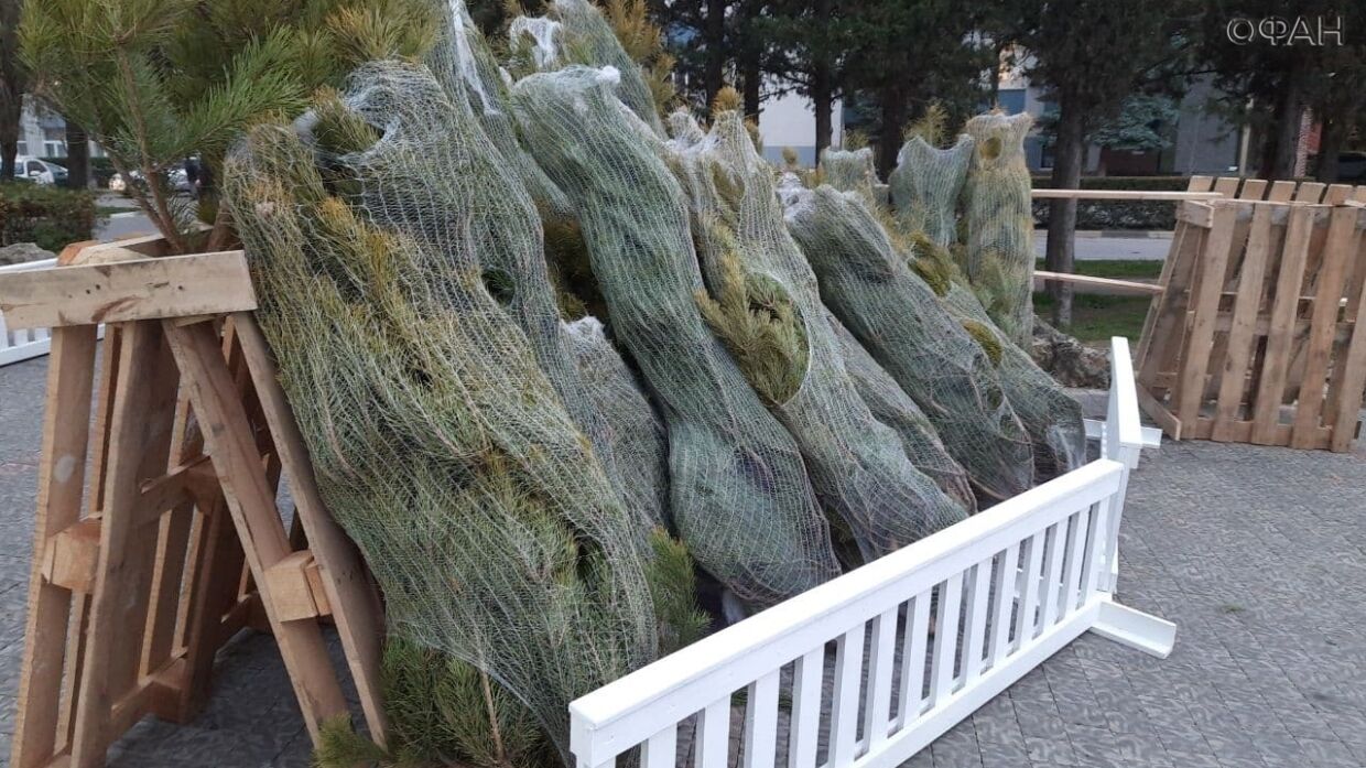 В Севастополе рассказали, когда можно дешевле всего купить новогоднюю елку