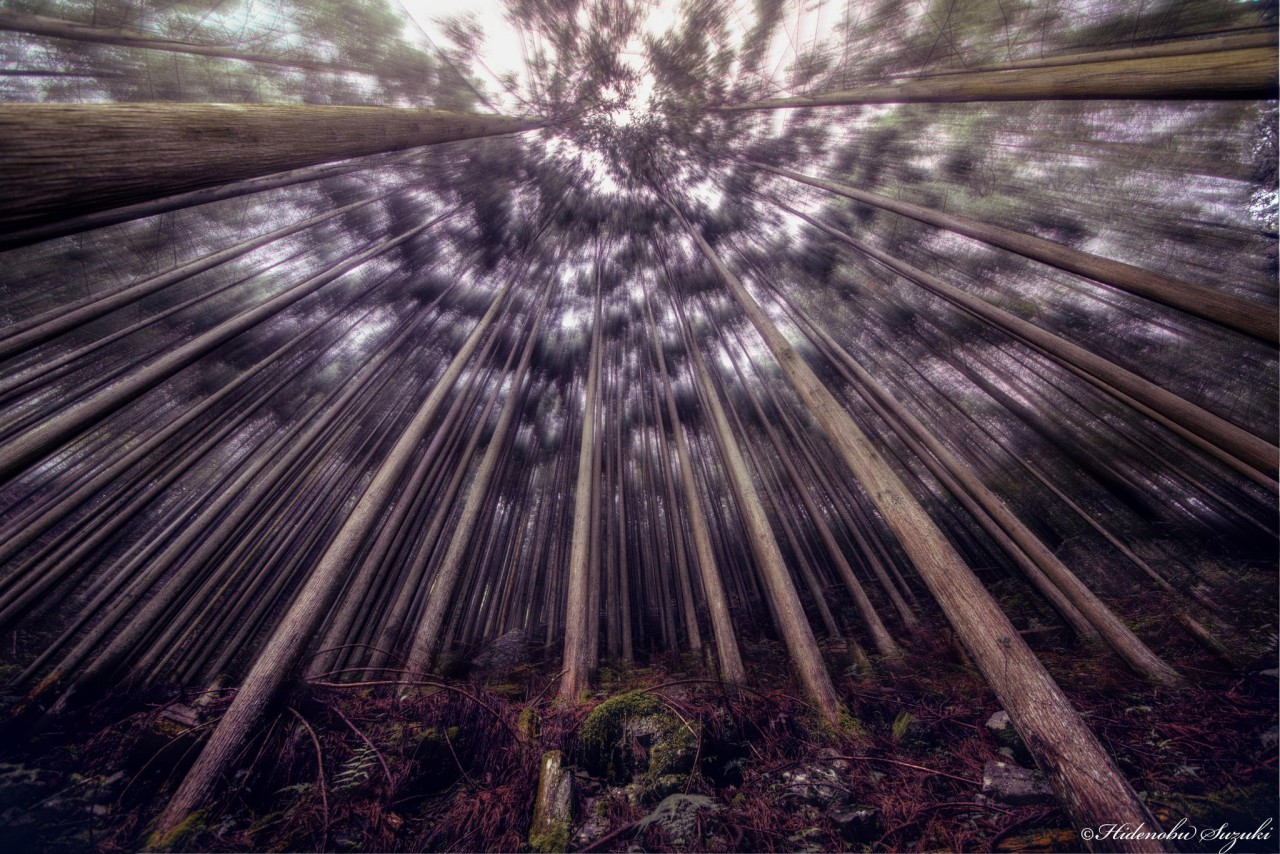 Фотография Seducing woods автор Hidenobu Suzuki на 500px