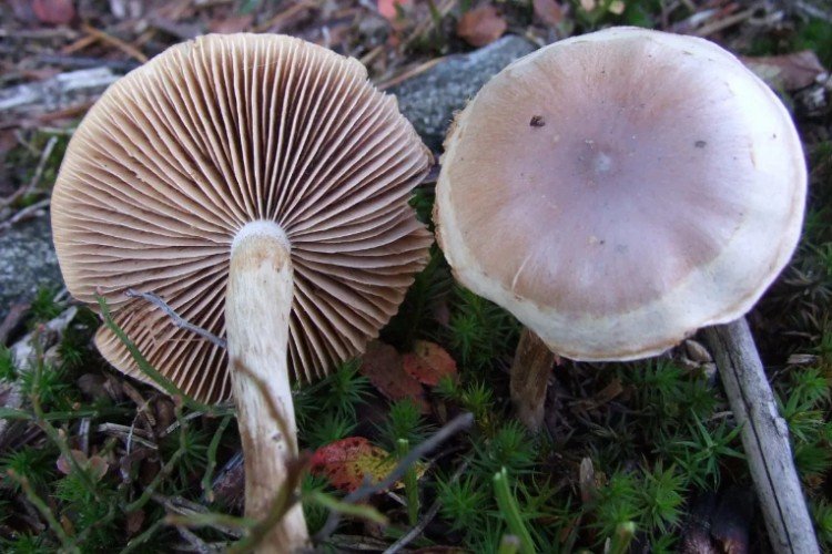 Несъедобные грибы: названия, фото и описания ядовитых грибов очень, относится, шляпка, действительно, шляпкой, можно, называют, ядовитый, напоминает, легко, вызывает, узнать, которая, нужно, потому, мякоть, который, деревьях, которые, имеет
