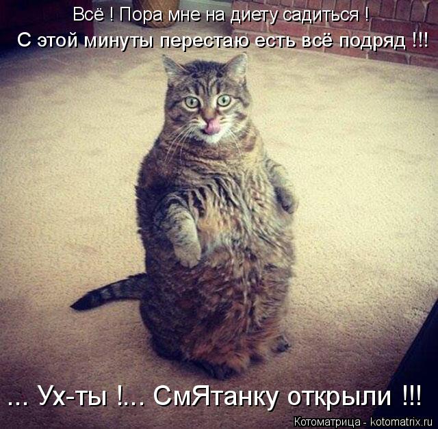 Котоматрица: С этой минуты перестаю есть всё подряд !!! ... Ух-ты !... СмЯтанку открыли !!! Всё ! Пора мне на диету садиться !
