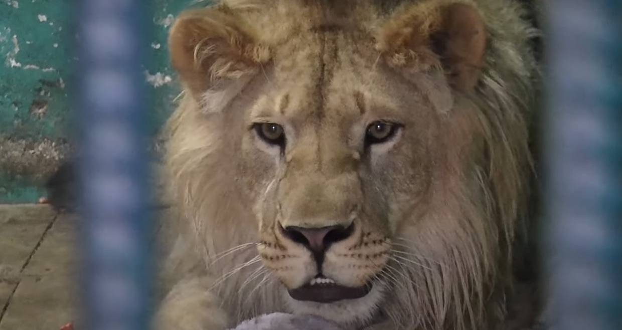 «Симбахаус» для спасенного от живодеров льва построили в Африке