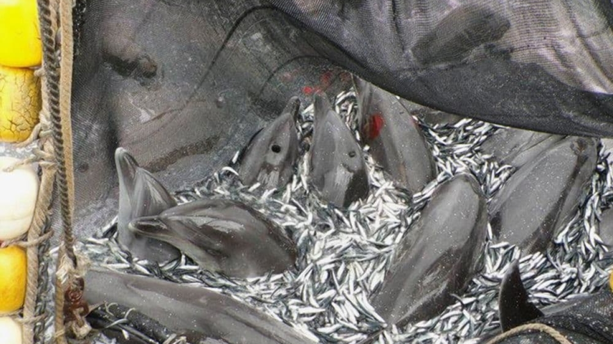 В Крыму рассказали, из-за чего в Черном море продолжают гибнуть дельфины