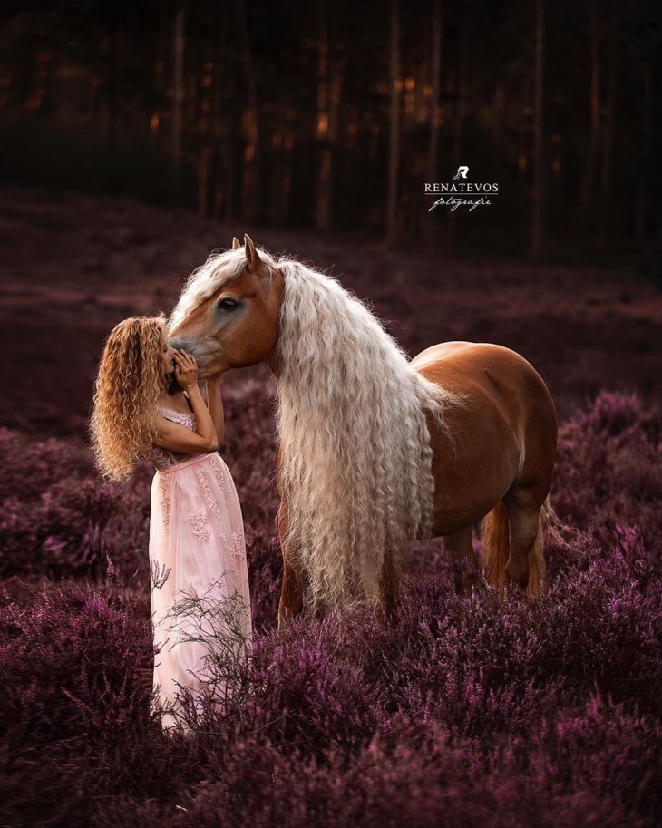 Шторм — сказочная лошадь Хафлингера Шторм — сказочная лошадь Хафлингера животные,природа