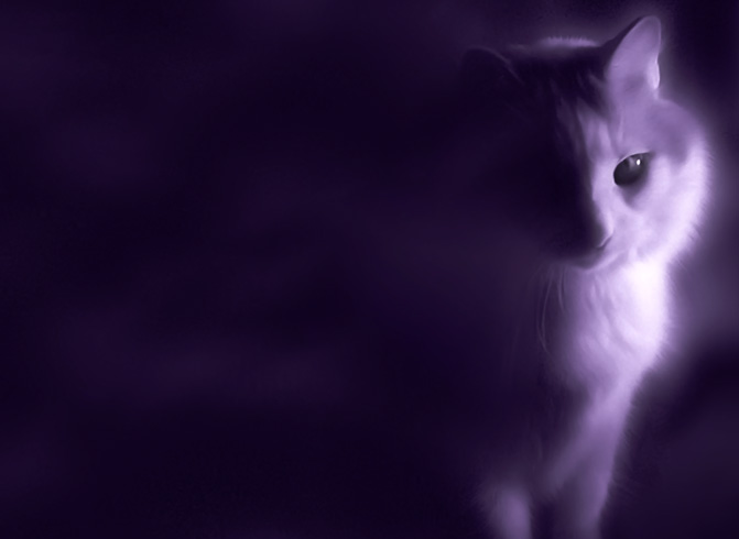 Мистический кот