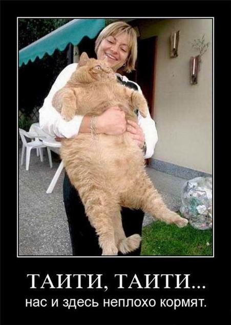 Демотиваторы на любой вкус: «Заменив утренний кофе…»  