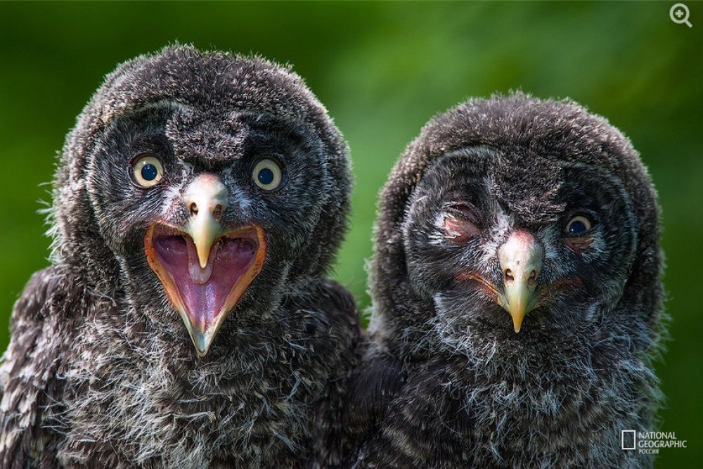 20   National Geographic