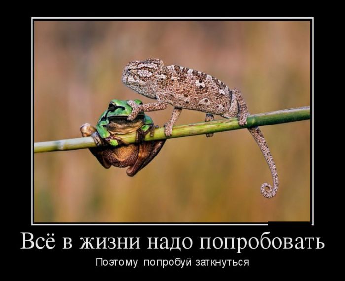 Подборка интересных и веселых картинок №33 демотиваторы