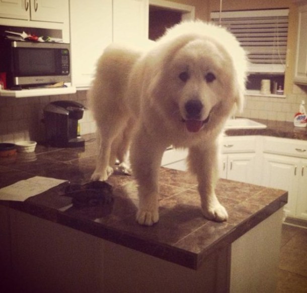 собаки которые смущены происходящим