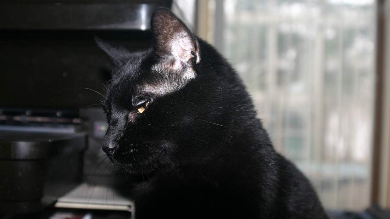 Сотрудники МЧС спасли кота после взрыва в ногинской многоэтажке