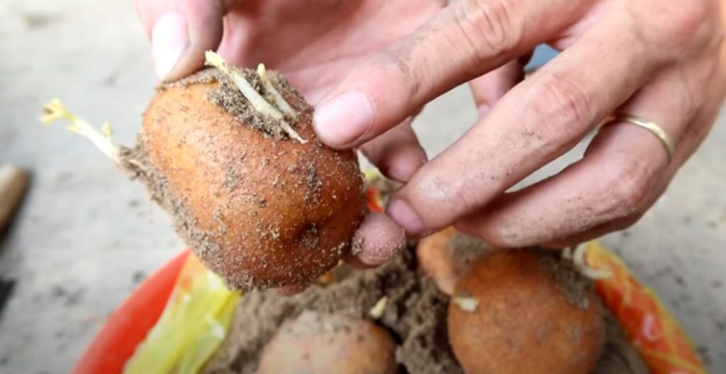 Картофель с отростками. Как лучше проращивать картошку. Проросшая картошка фото. Проросшая картошка. Этиолированные ростки картофеля.