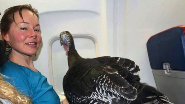 15 смешных фотографий людей в самолете авиатур,поездка,Юмор!