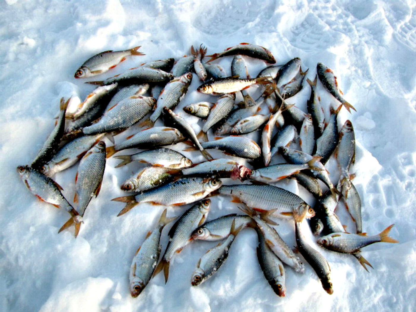 Зимняя рыбалка на чебака