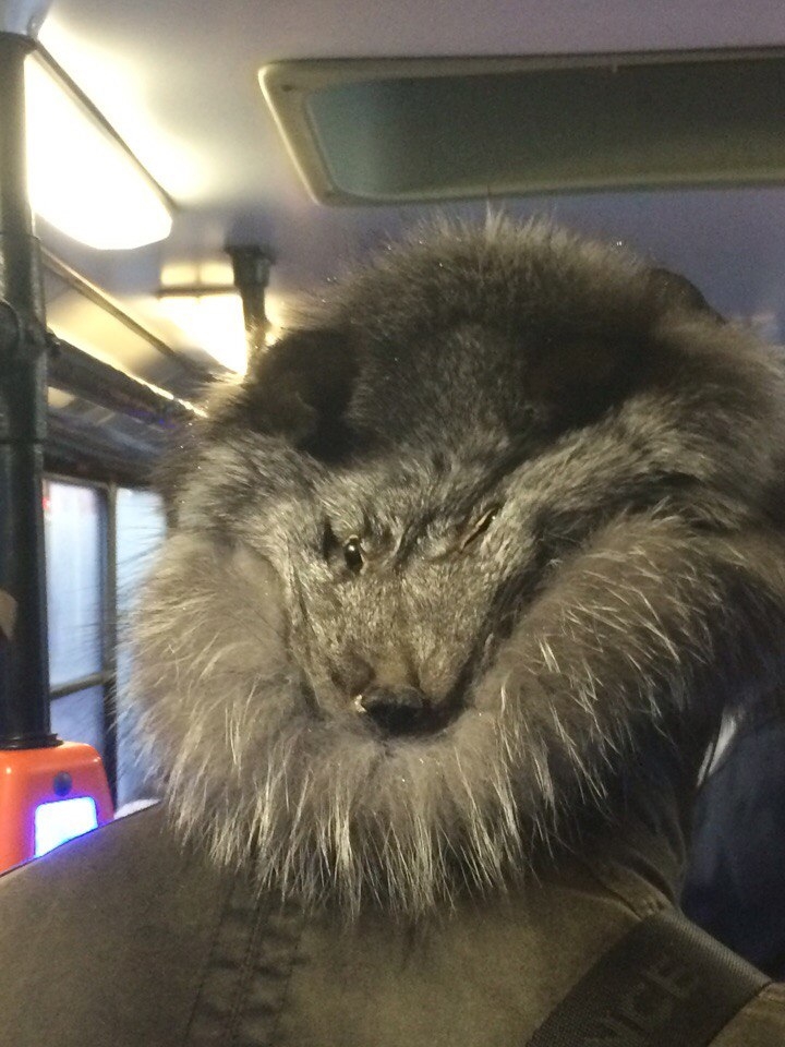 Интеллигентное безумие, или Странная мода петербургских улиц интересное,общество,питер,россияне,фото