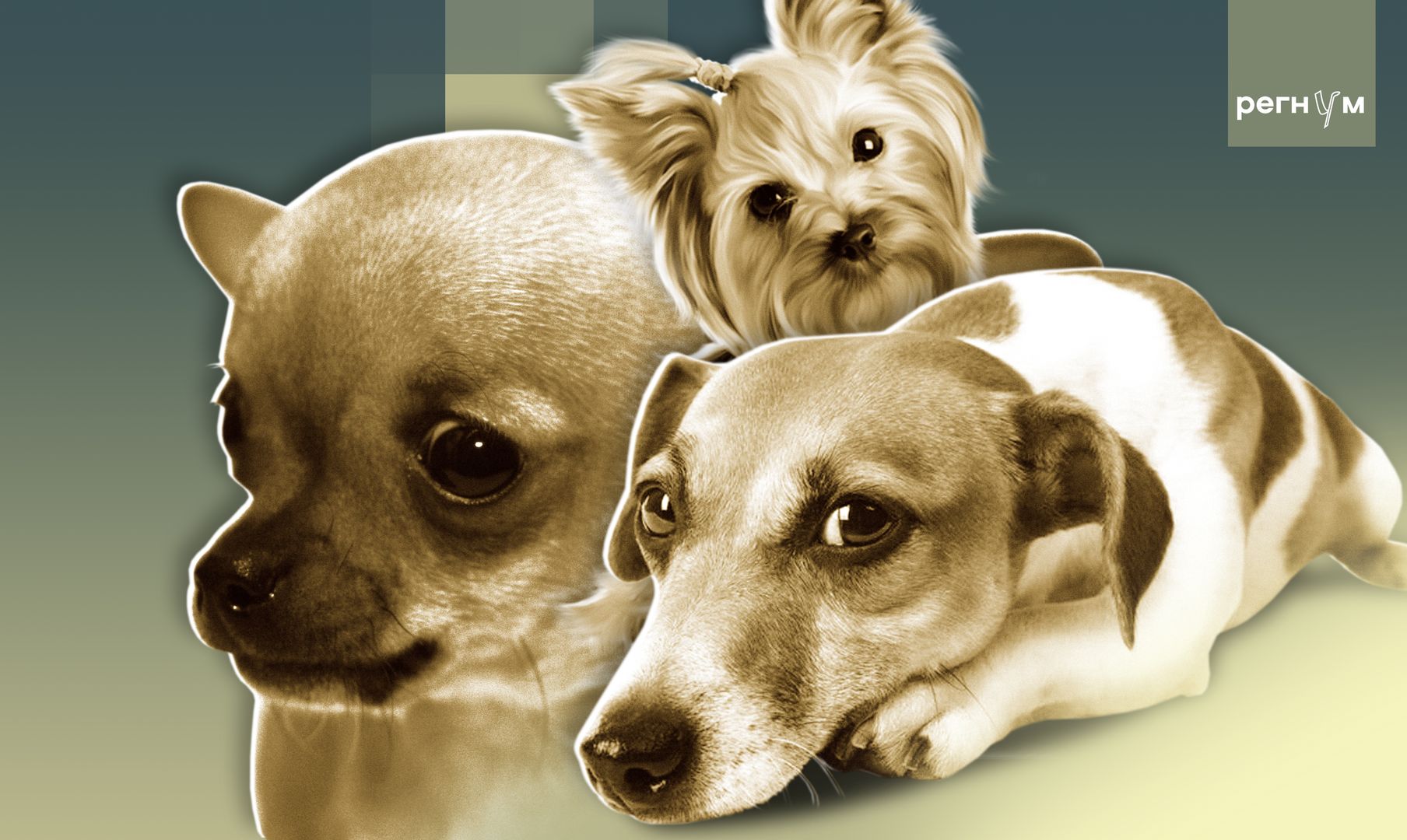 Текст про продажу собак онлайн